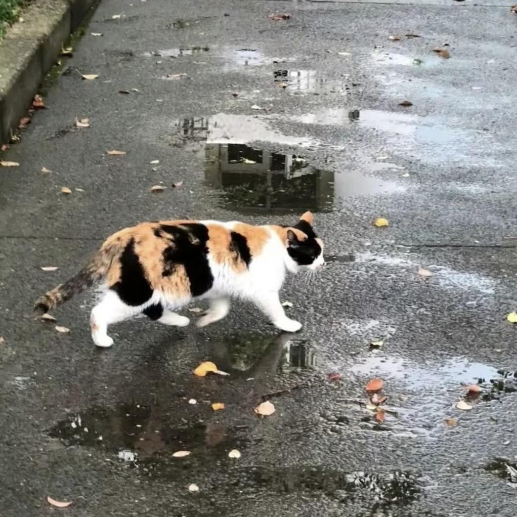 v巴啦啦