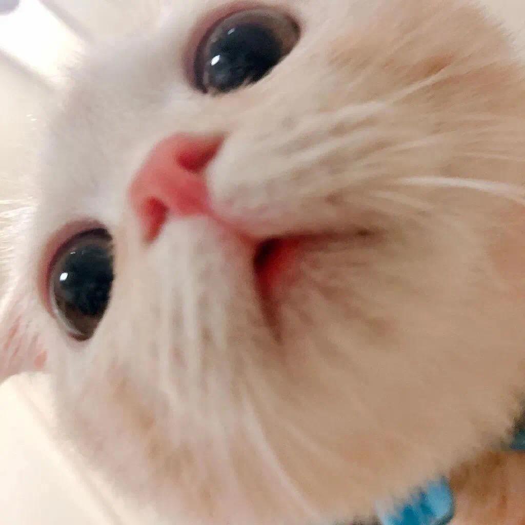 小阿森