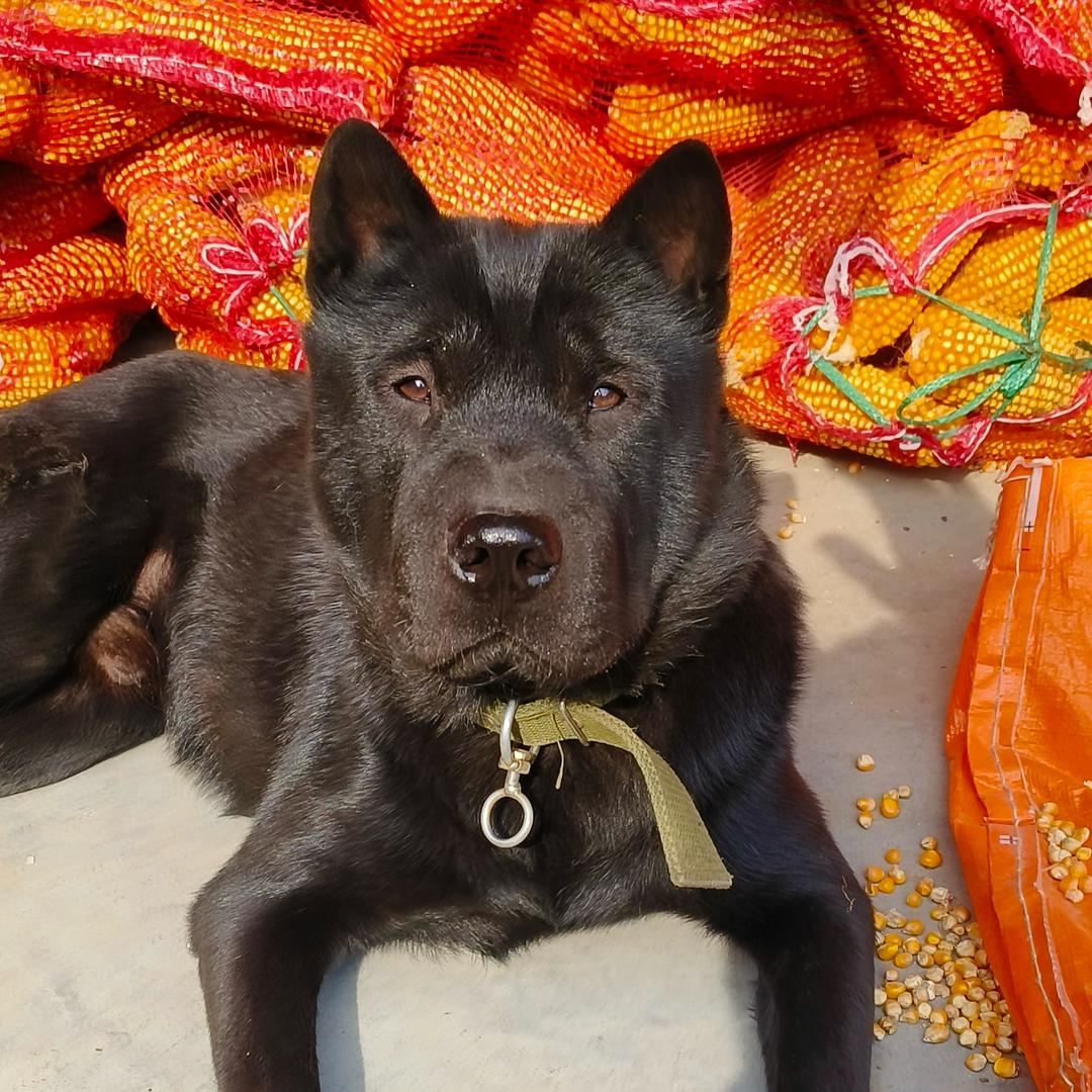 汪汪舍(濮阳中华田园犬）