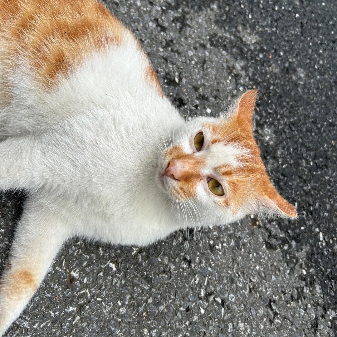 脑子有毛病