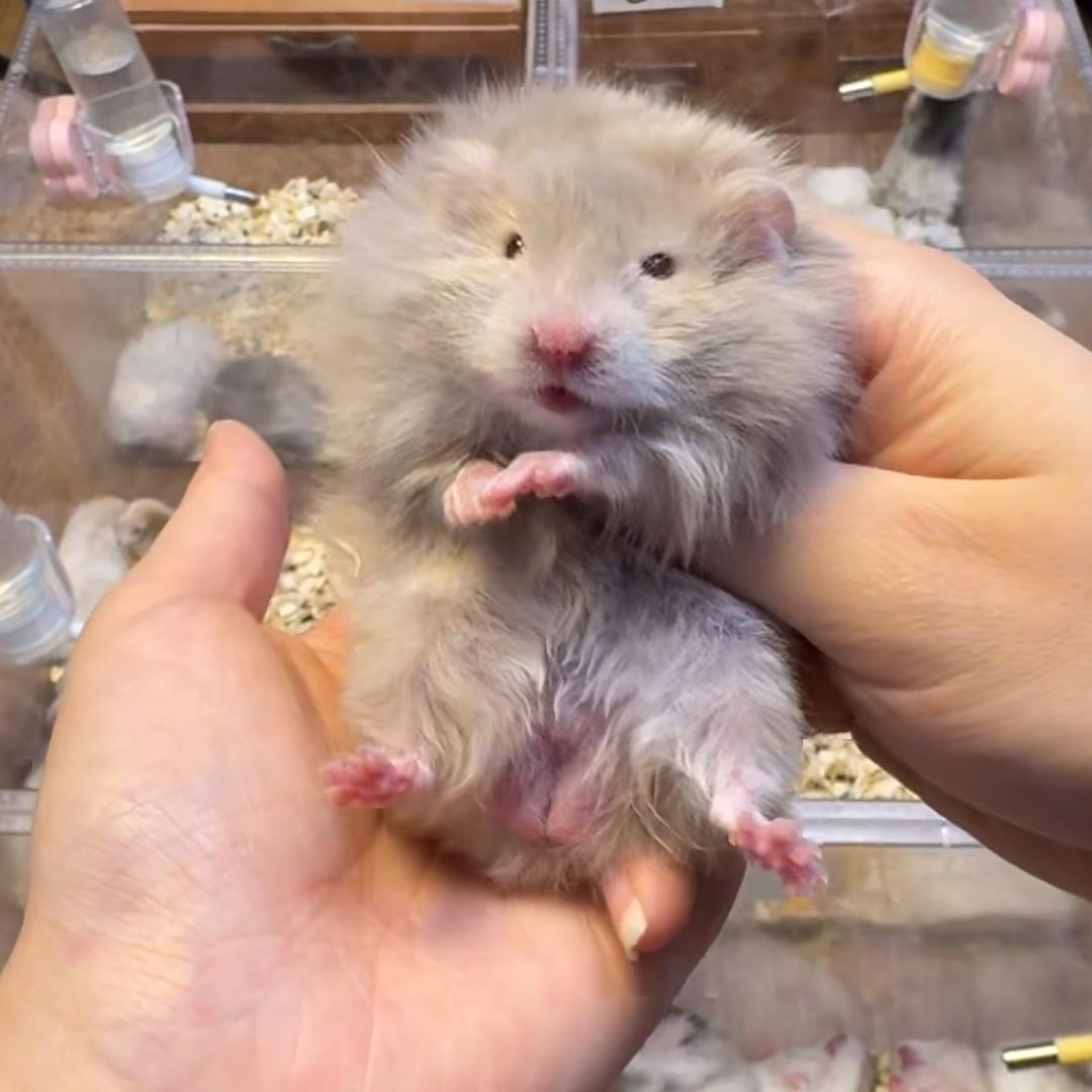 小萌宠