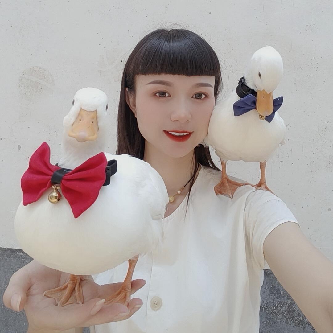 何二总的柯尔鸭