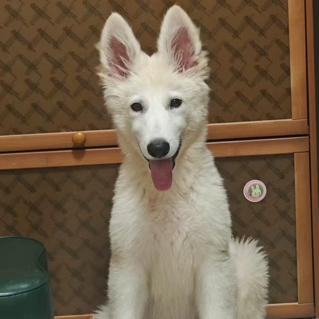 小张瑞士牧羊犬