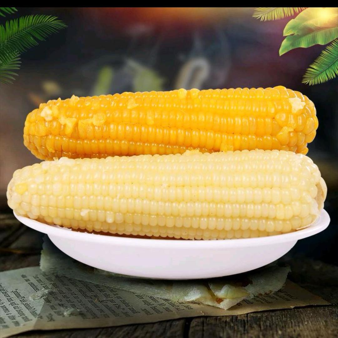 东北甜糯玉米源头厂家直发