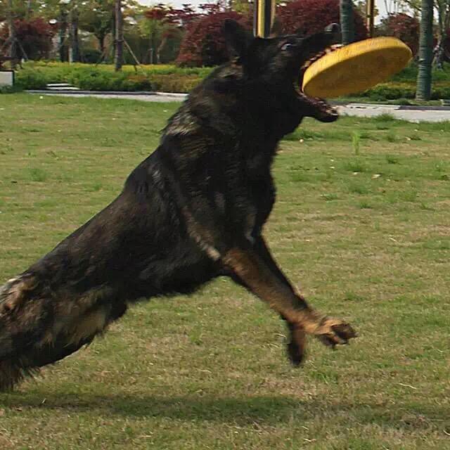 🐶❤️🐶