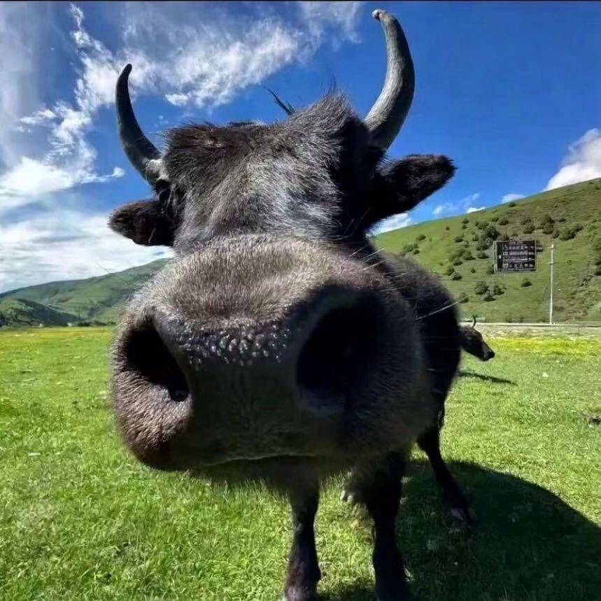 六馍🫨