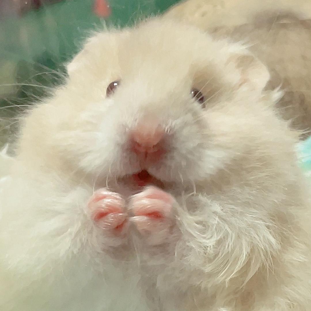 蛋总熊熊