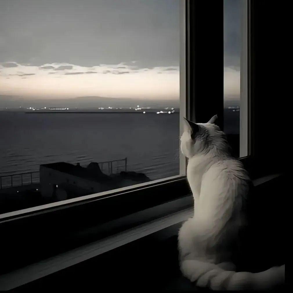 cc猫