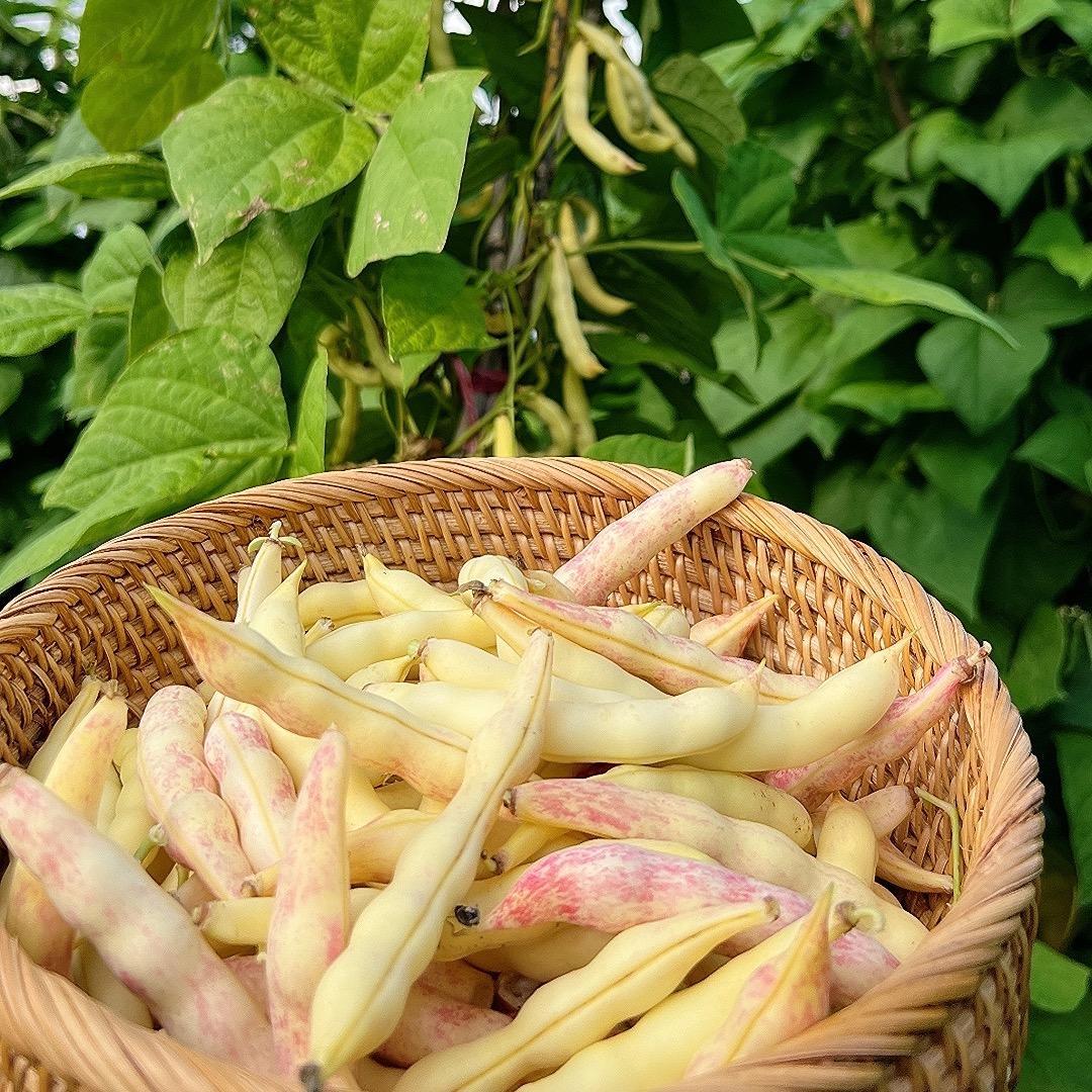 菜籽大丰收优质菜籽