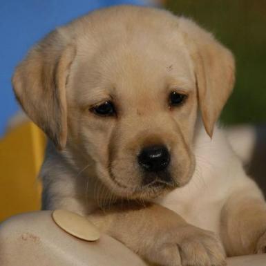 龙腾犬舍•临泉