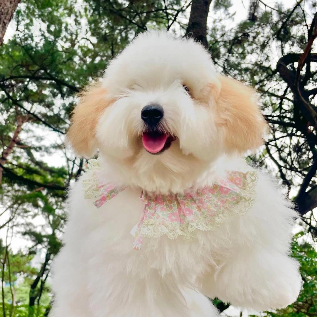 小熊是可爱的面纱犬