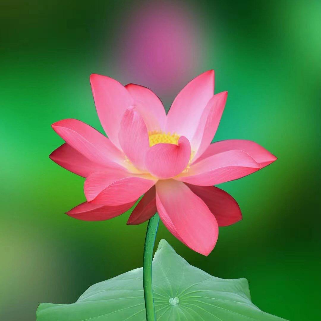 杨与森味觉探险