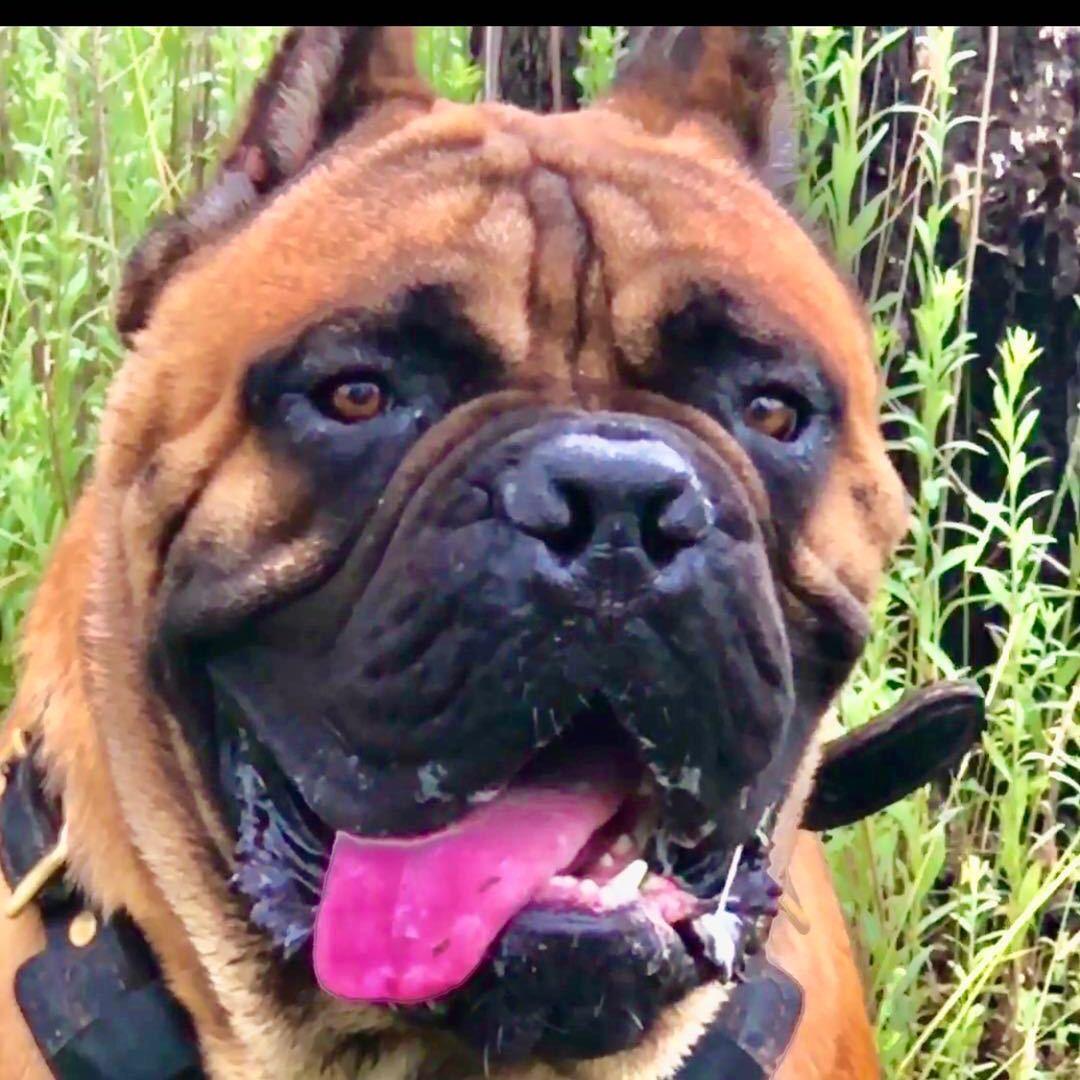 志勇猛犬庄园