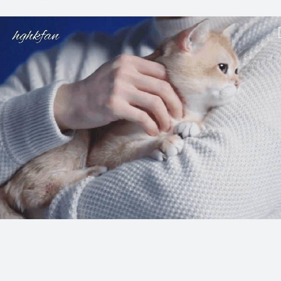 心底有棵枇杷树、