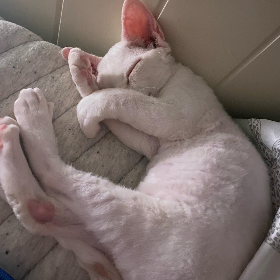 偏爱。