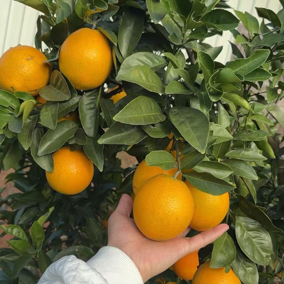 欧阳兆文的农业好货店