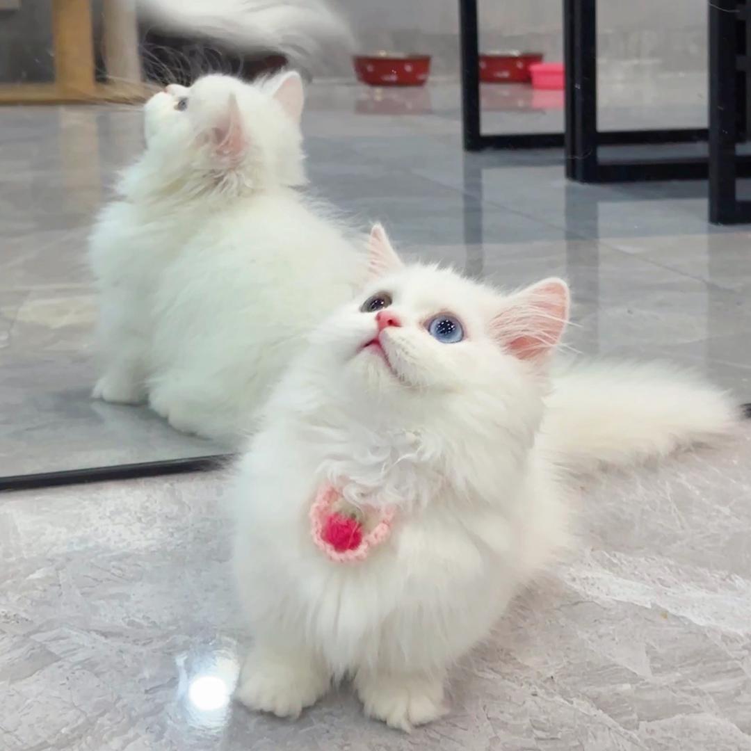 小宝🐱