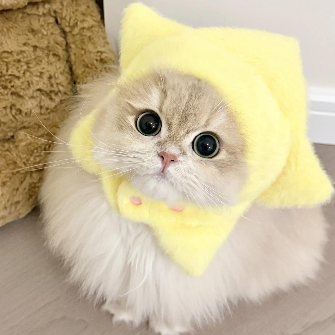 是温景吖