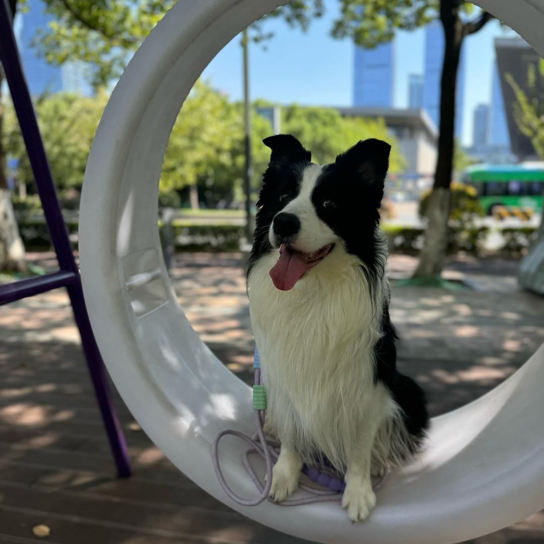 边牧皮皮（南京棍王）