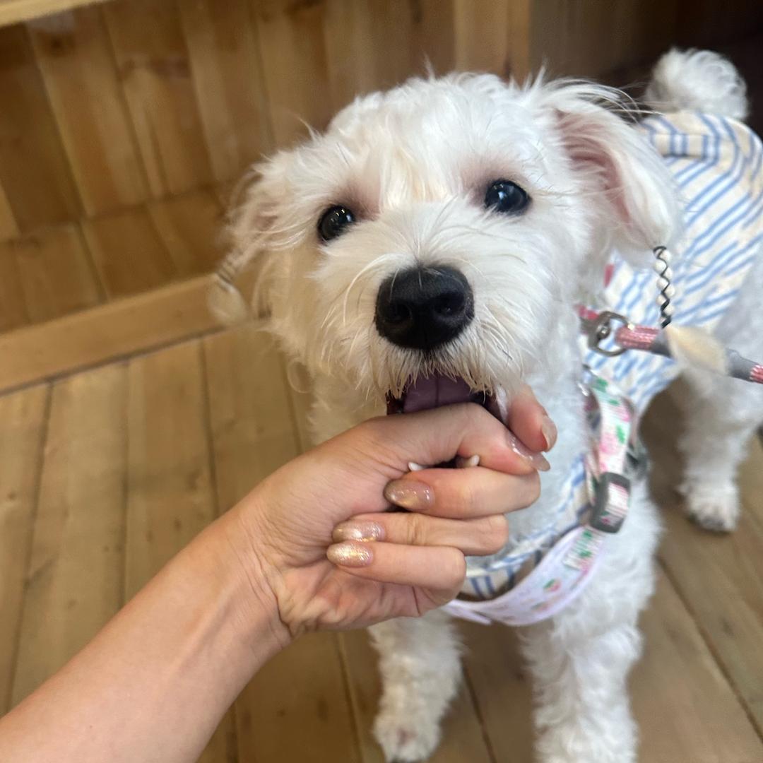 鼻毛多到当扫把