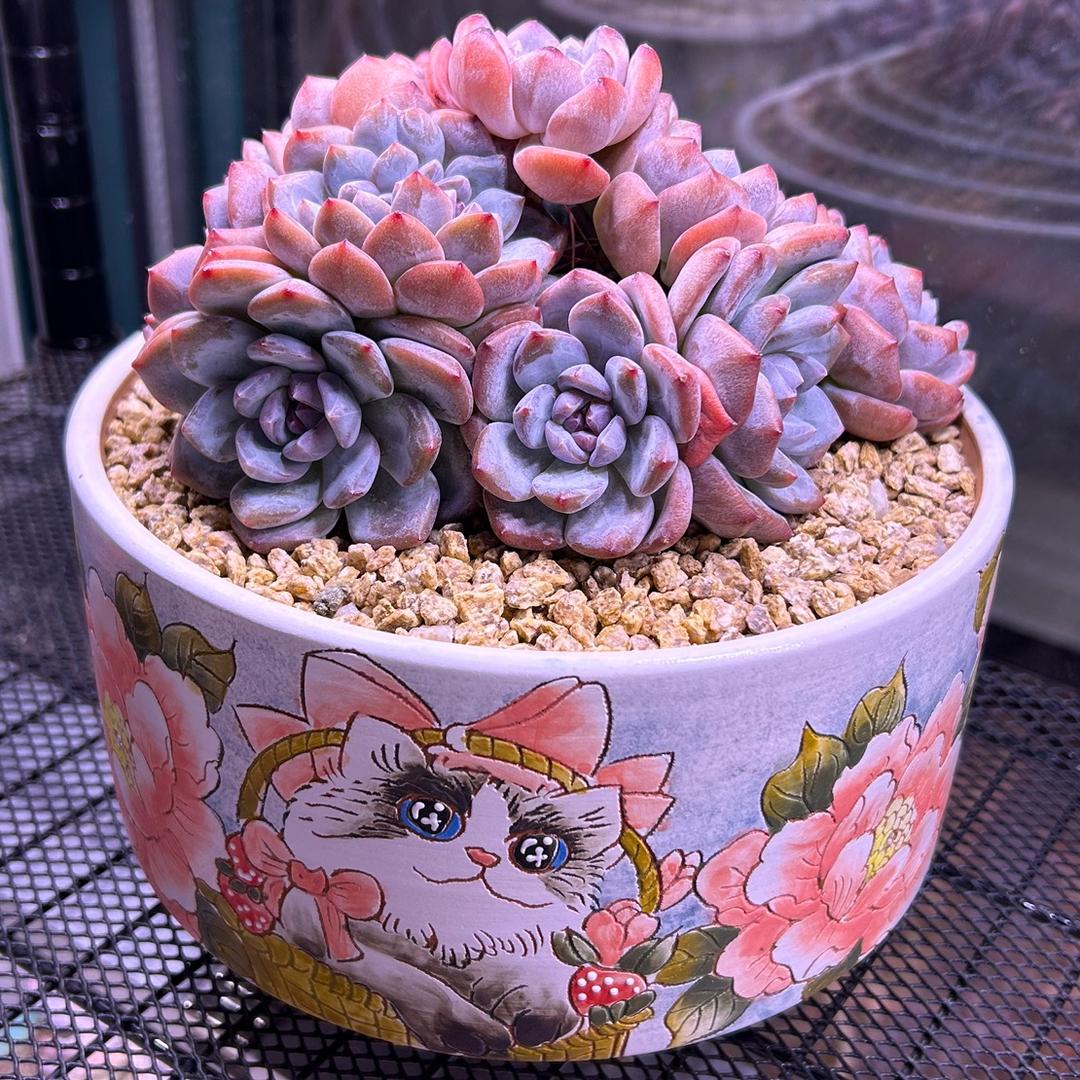 茹烟嫣宇