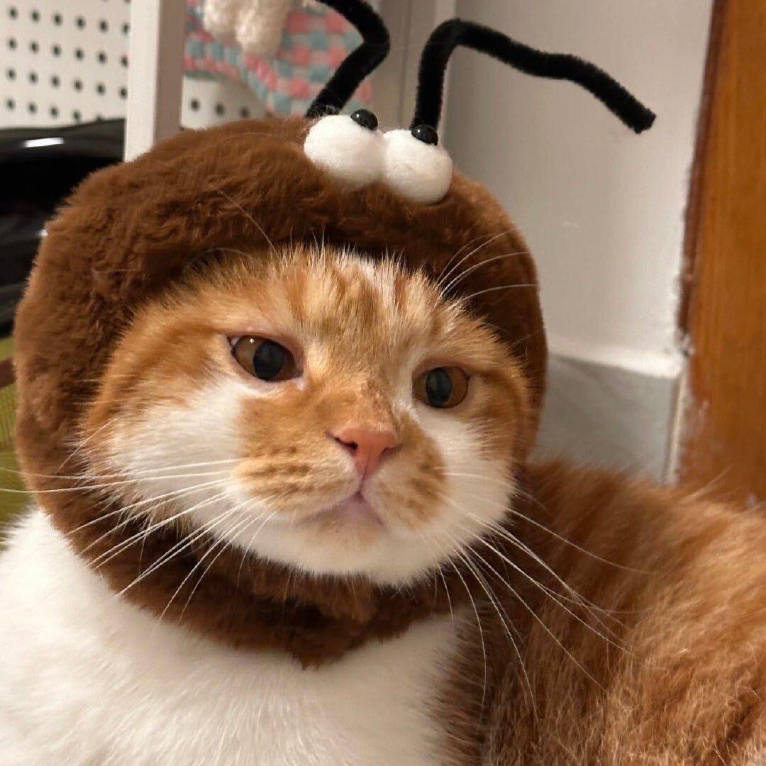 别想吃到郝果汁🫐🍓🍎🍅🥝🫑