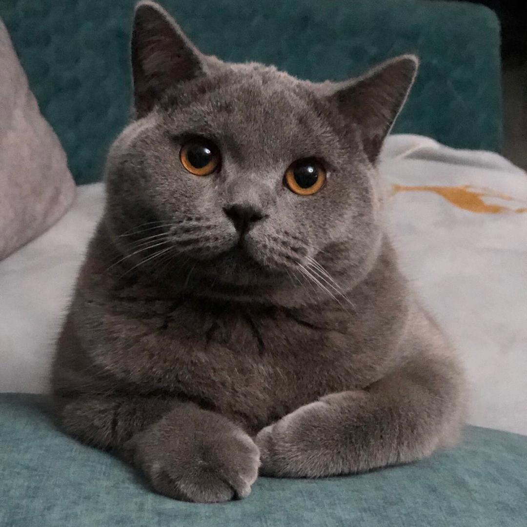 二胖鲁尼