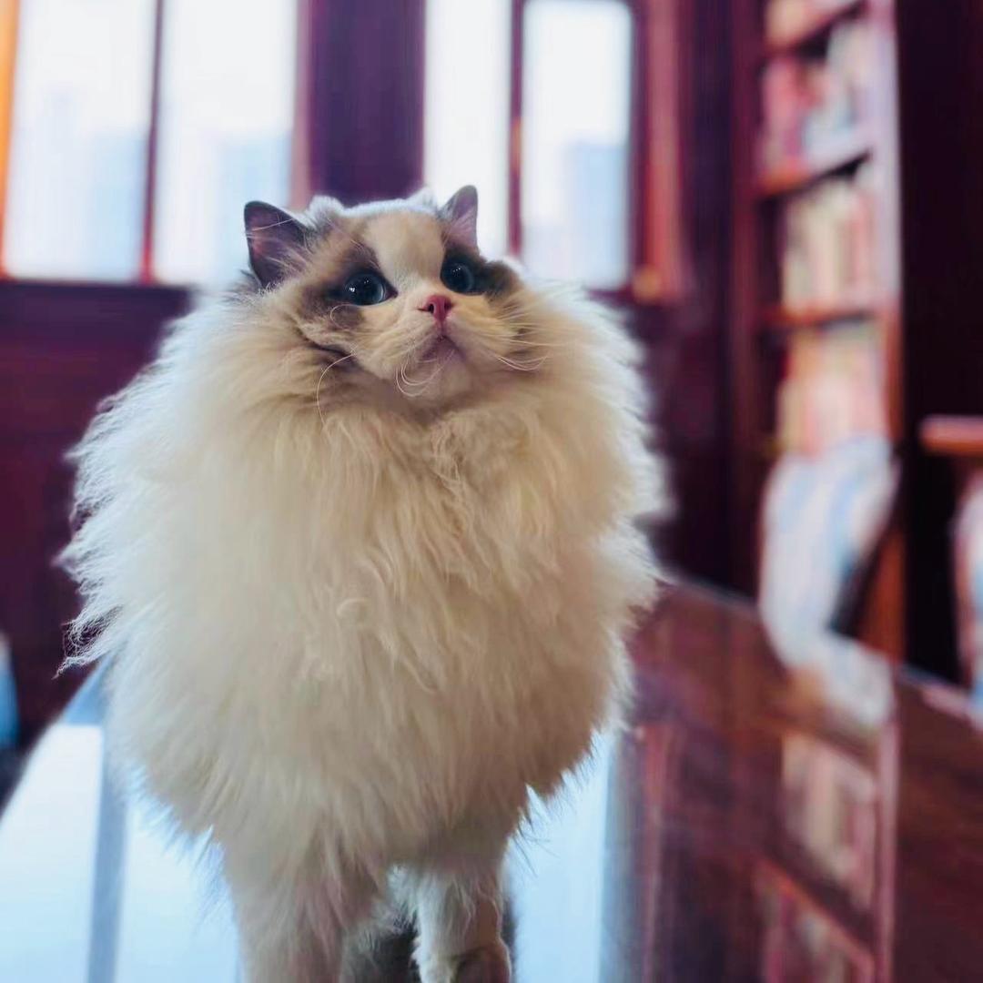 仙美布偶猫