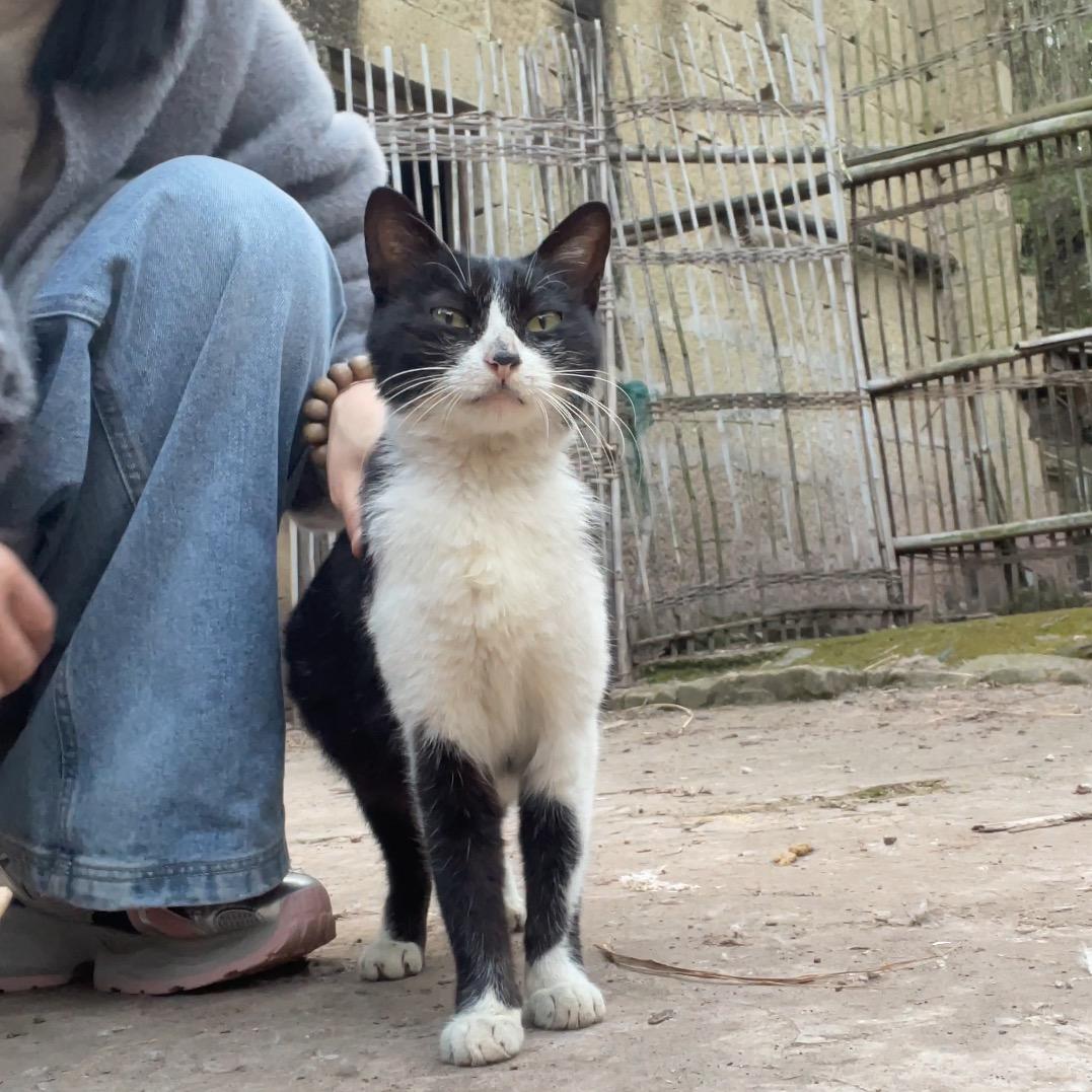 狸花猫妈妈