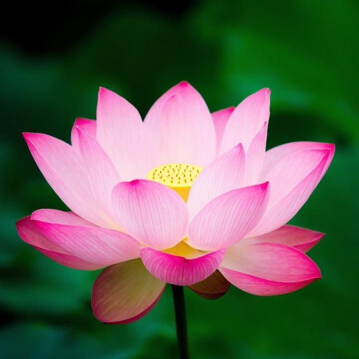 芸姐随拍小栈