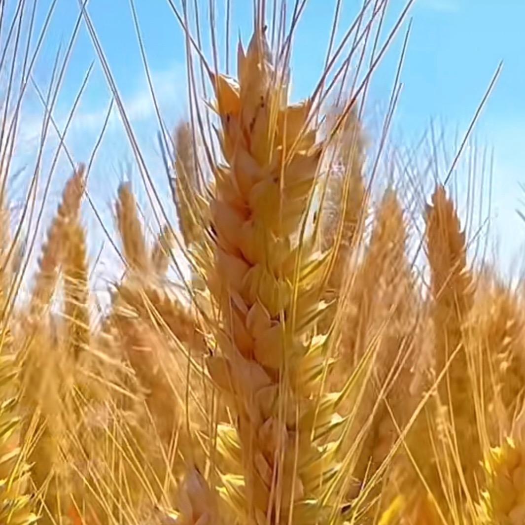 小麦 油菜 高产管理(（商品在橱窗）