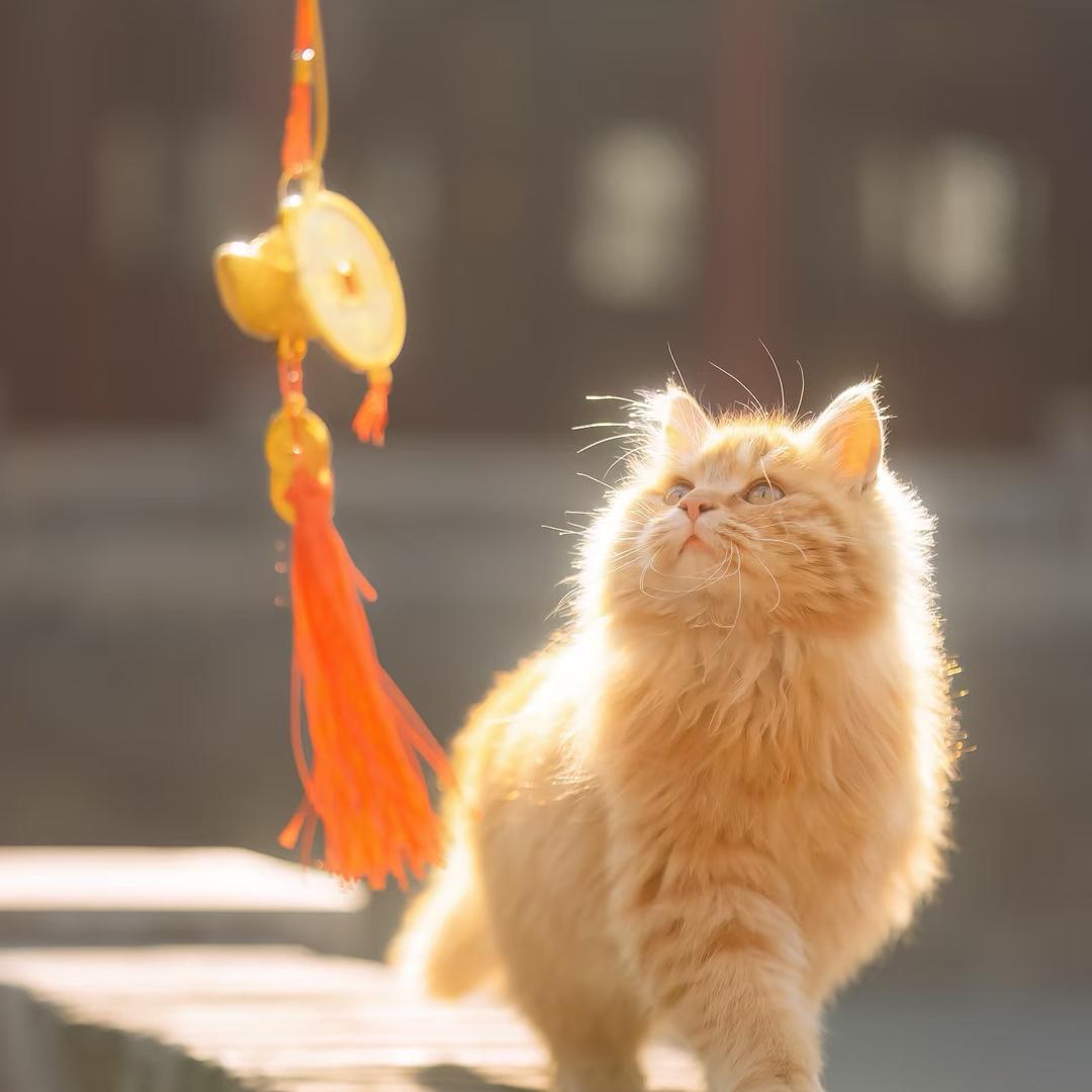 洋哈哈