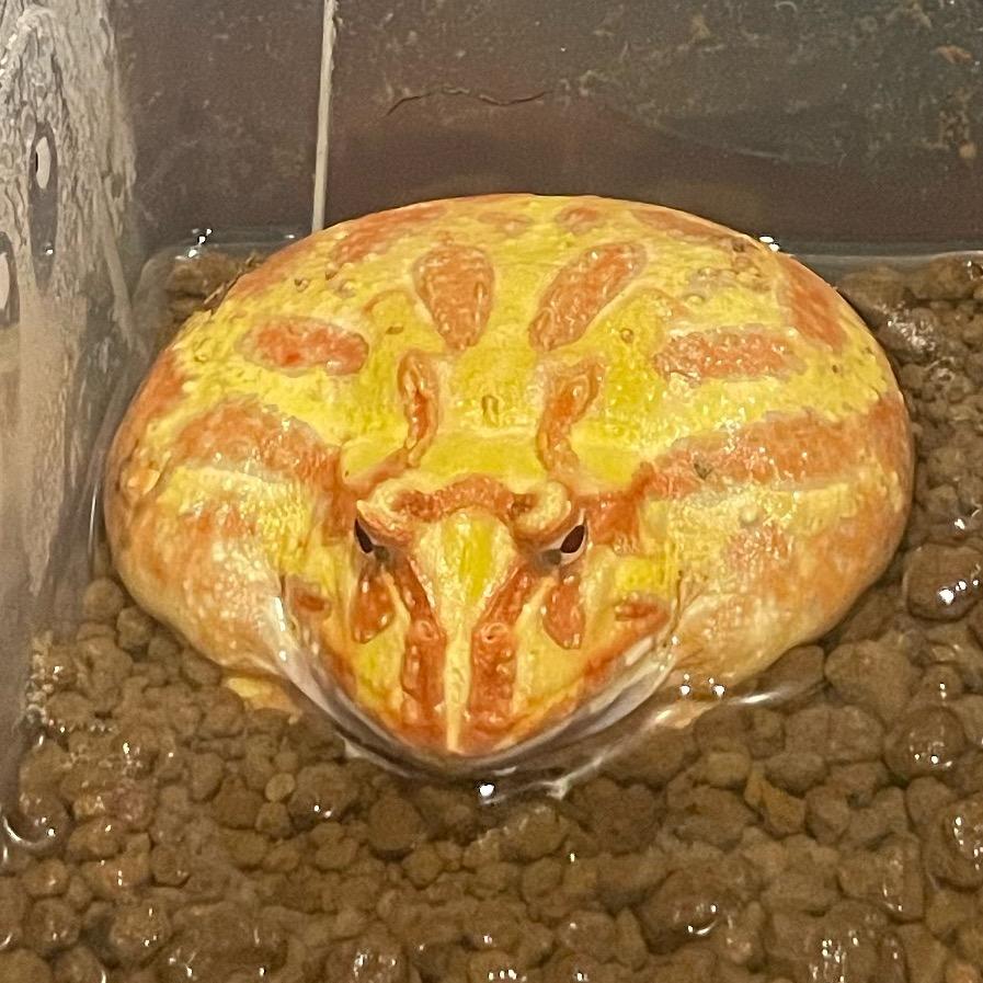 角蛙王子