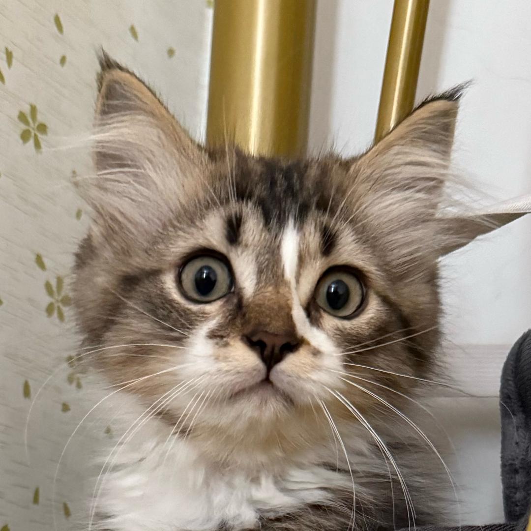 🍉🍒🍖🍦🐙🦐🦀🎄🌵🍄