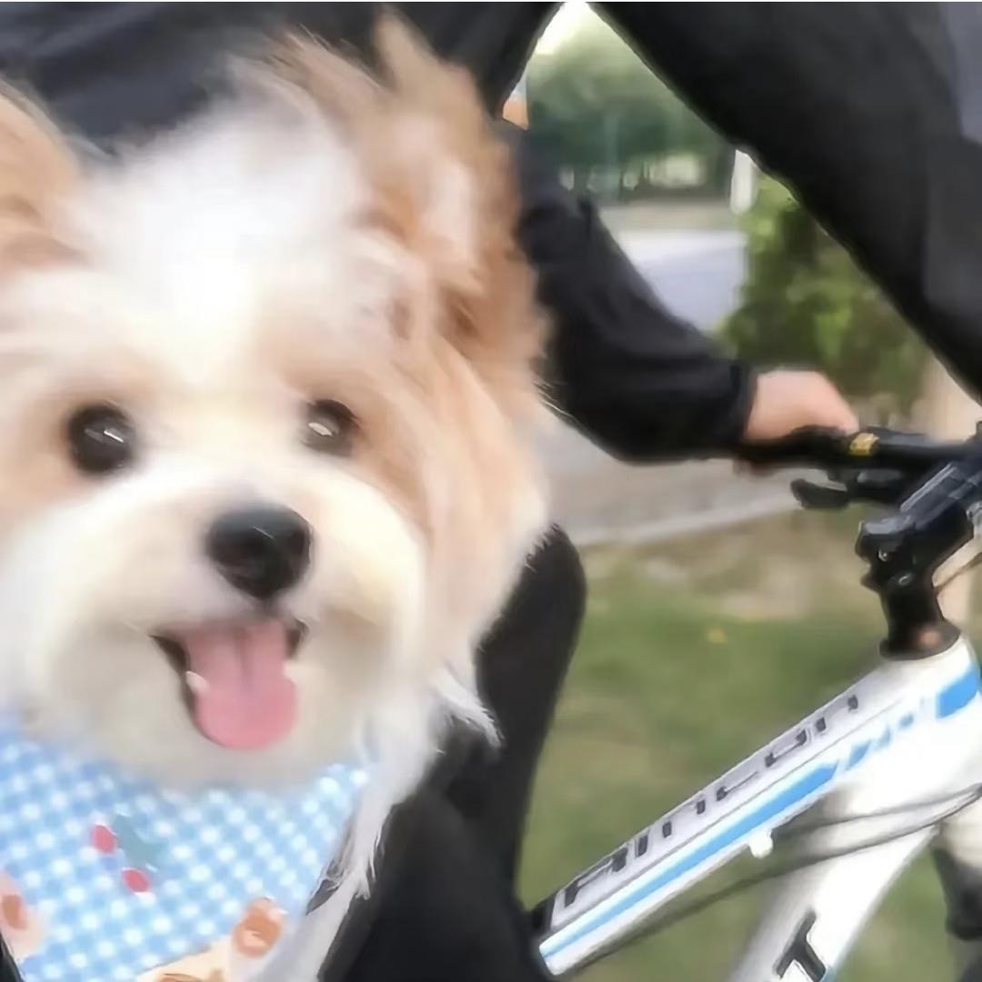 热心市民🐶女士