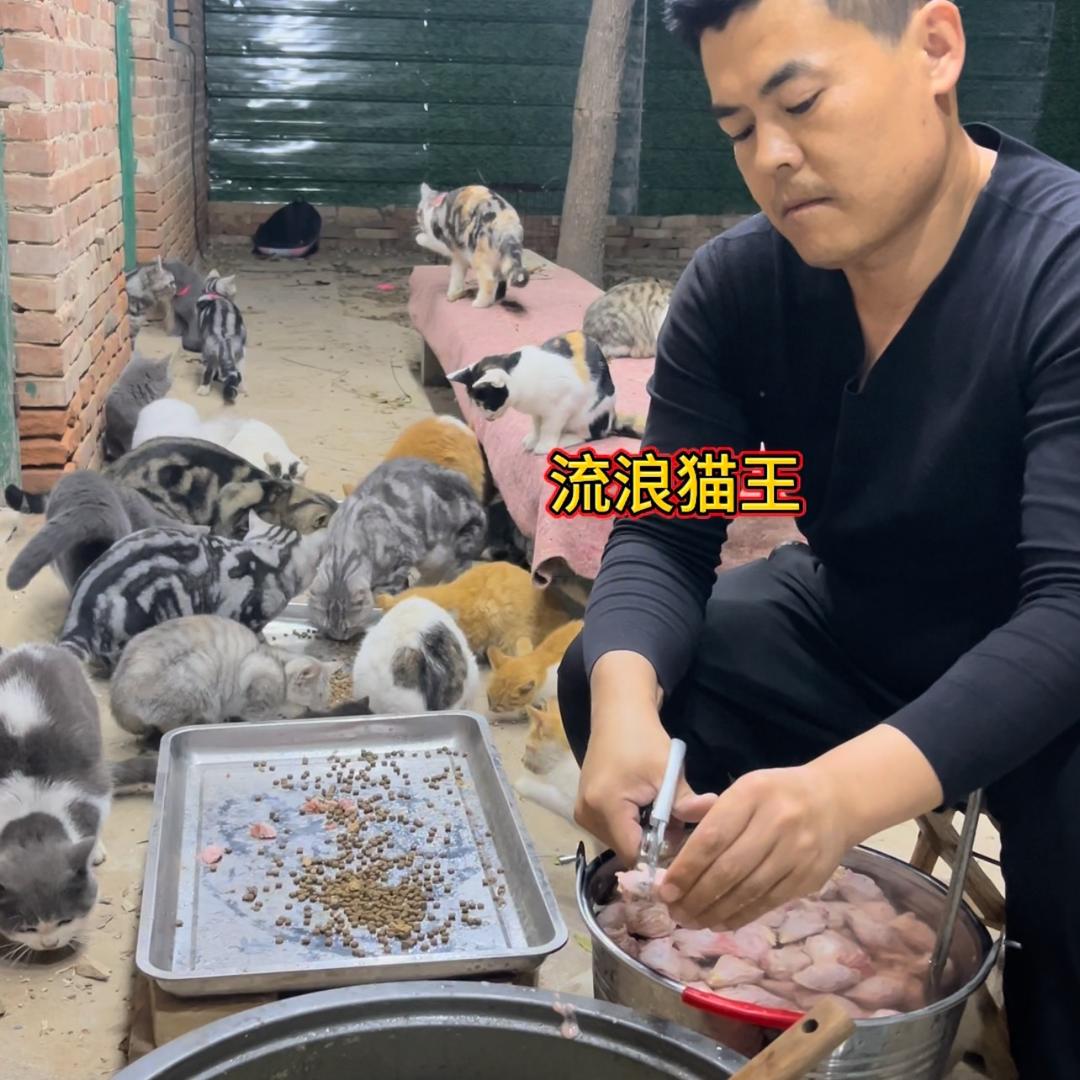 流浪猫王