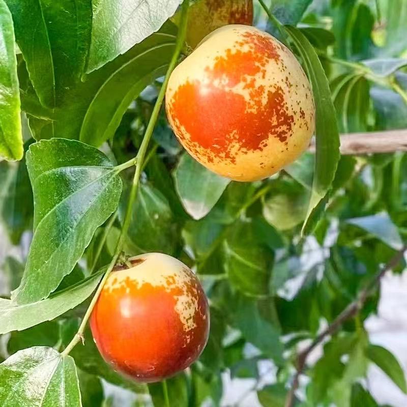 一佳花卉苗木基地