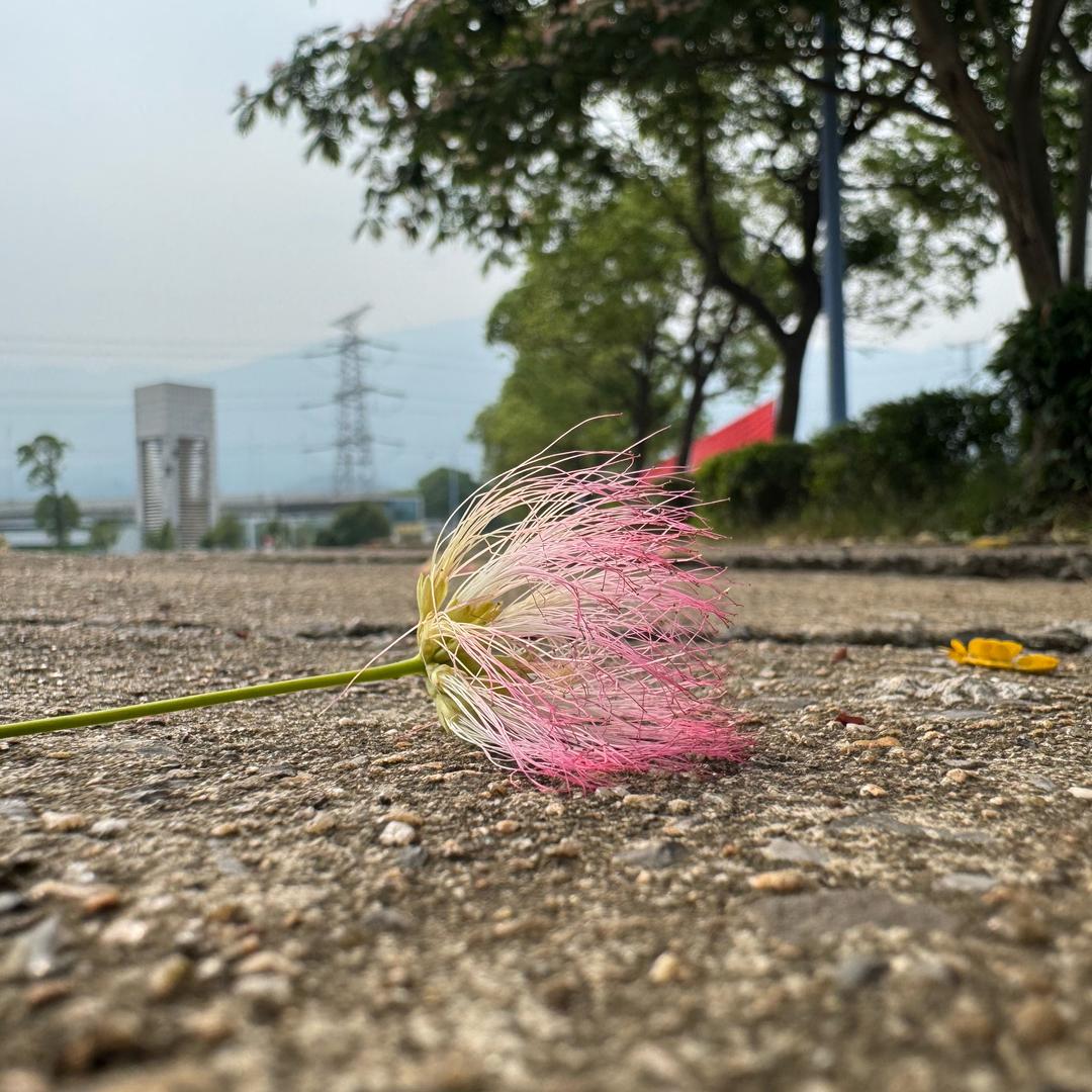 虫虫飞飞