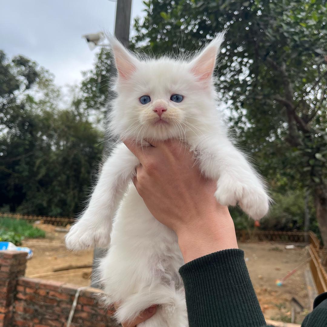 弟弟的缅因猫