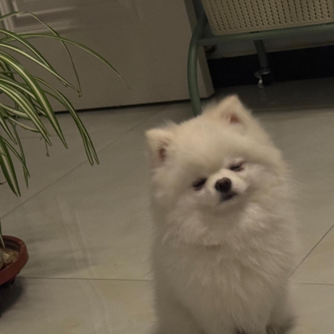 小柚子