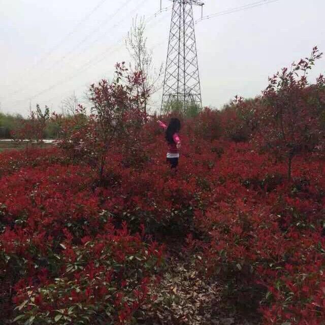 思佳