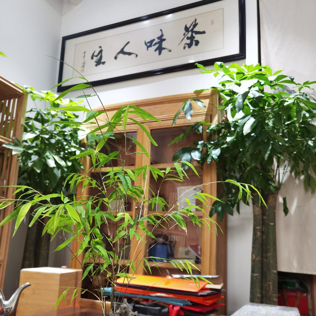 琴聲悠悠