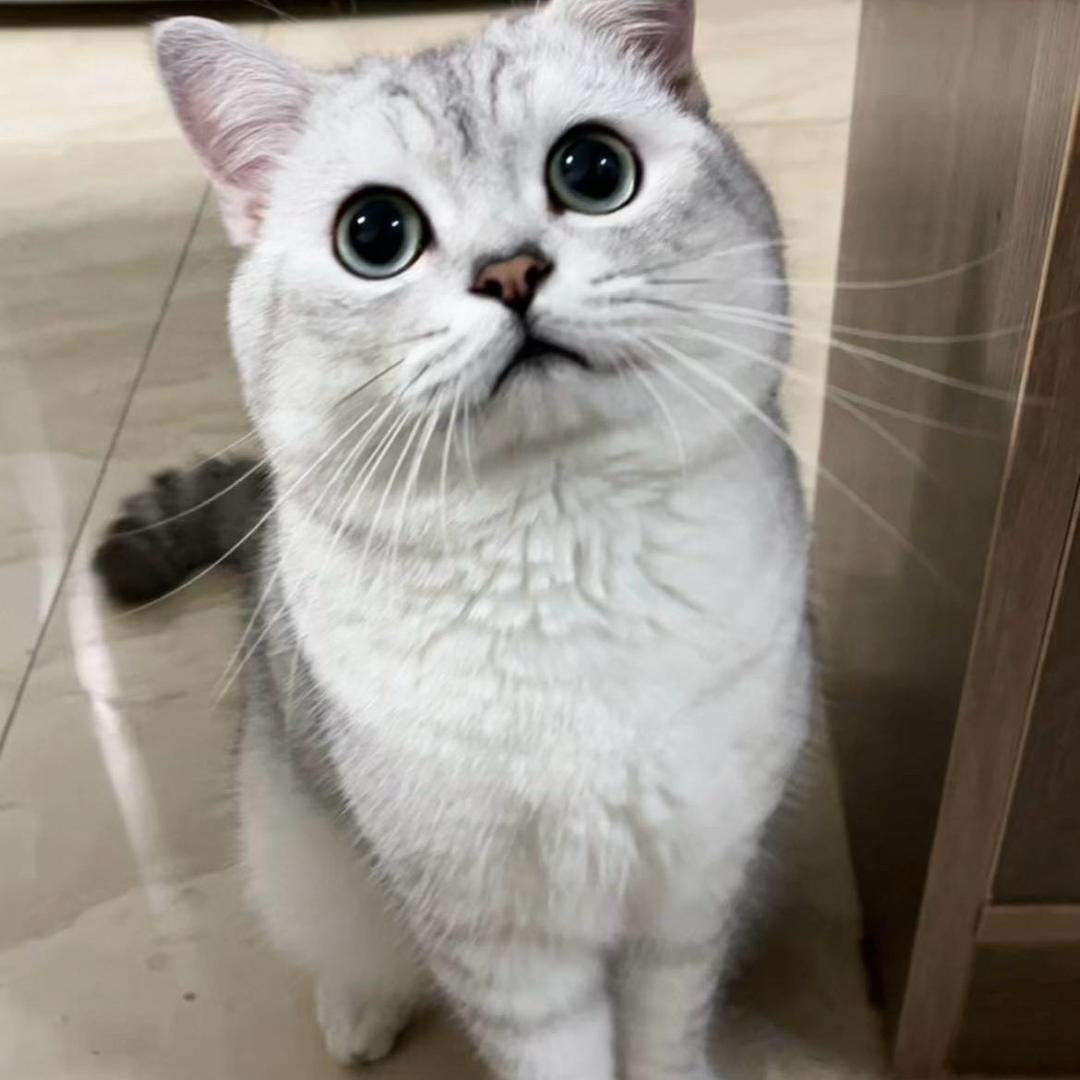 诺屿宠物