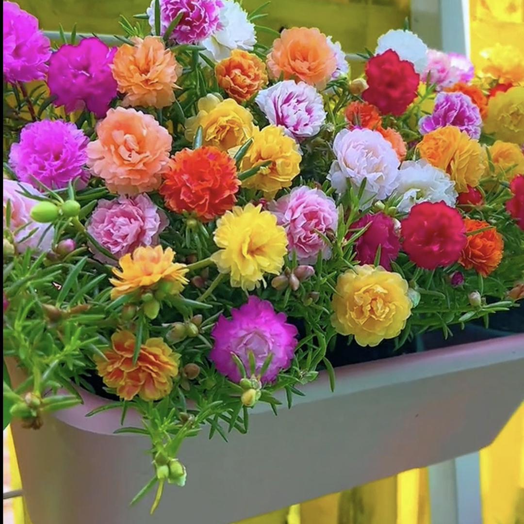 其繁花卉店