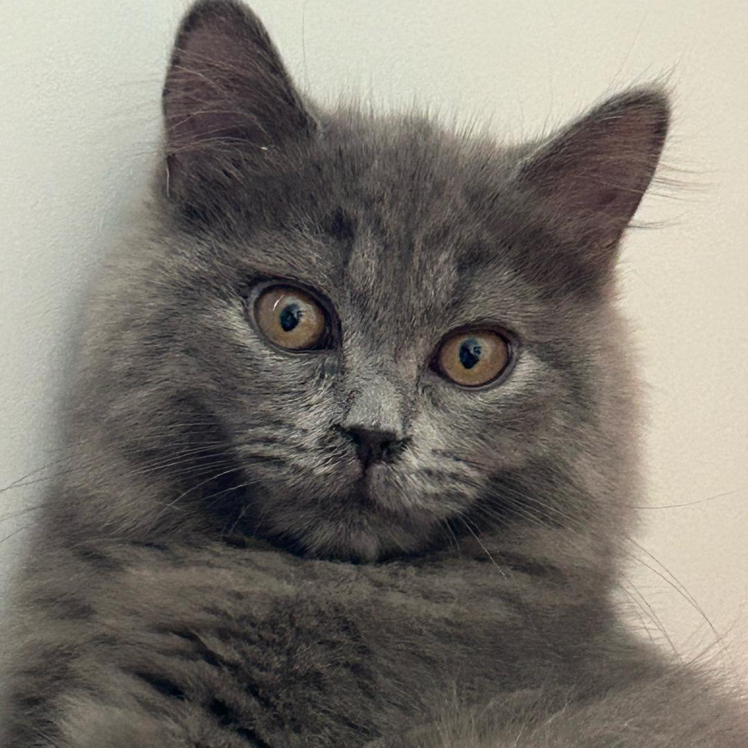 包子不是真包子