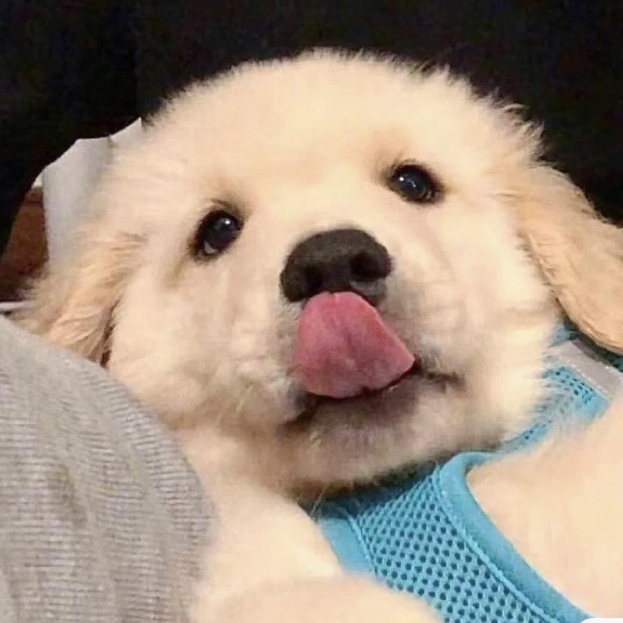 贾小狗