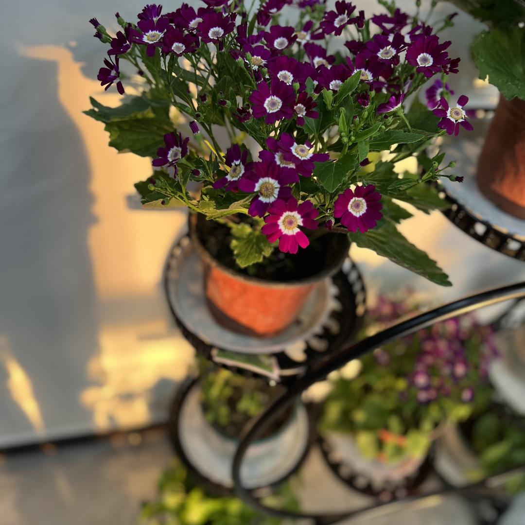 永城市韶盛商贸有限公司