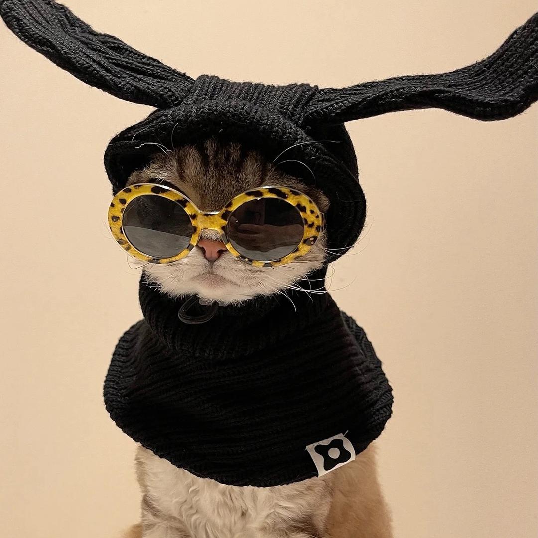 讲故事的猫@