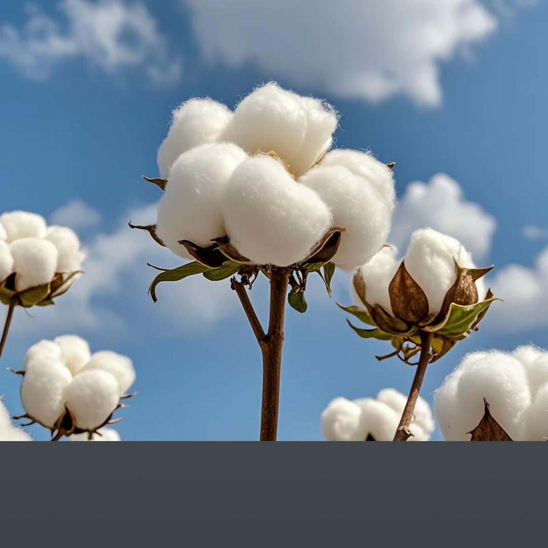 新疆棉袜工厂供应链