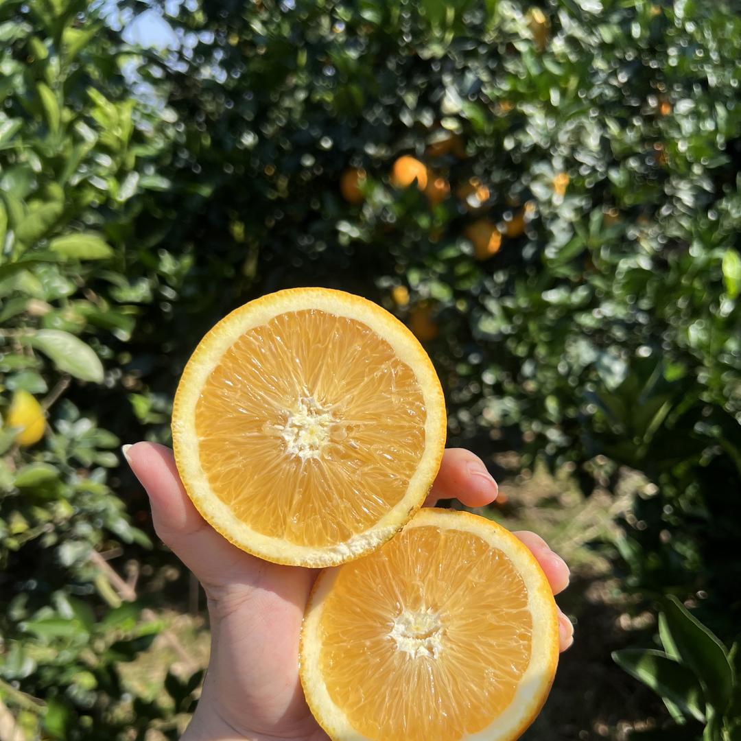 飞飞严选果果业